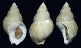 Buccinum ectomocyma