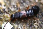 Pella cognata