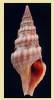 Clavatula martensi