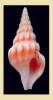 Drillia dakarensis