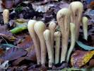 Clavariadelphus flavoimmaturus - kyj citrónový