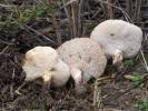 Polyporus rhizophilus