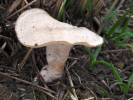 Polyporus rhizophilus