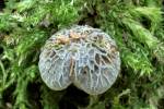 Pluteus thomsonii