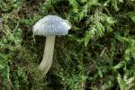 Pluteus thomsonii