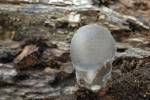 Volvariella caesiotincta