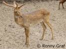 Rucervus eldii siamensis - jelen indočínský