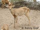 Rucervus eldii siamensis - jelen indočínský