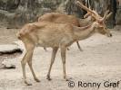 Rucervus eldii siamensis - jelen indočínský