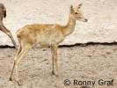 Rucervus eldii siamensis - jelen indočínský
