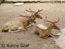 Rucervus eldii siamensis - jelen indočínský