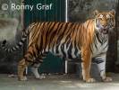 Panthera tigris corbetti - tygr indočínský