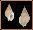 Nassarius plicatellus