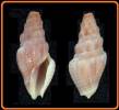 Crassispira callosa