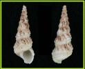 Turritella torulosa