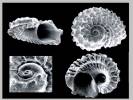 Tornus leloupi