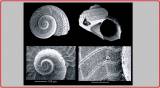 Tornus erici