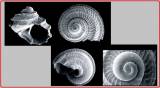 Tornus umbilicorda