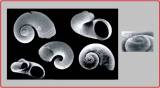 Sigaretornus disjunctus