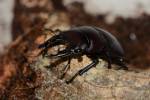 Prosopocoilus serricornis senegalensis