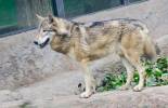 Canis lycaon