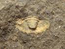 Lodenicia dentatula