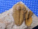 Solenopleurina tyrovicensis