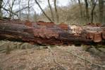 Hymenochaete rubiginosa - Filamentous Fungi