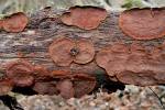 Hymenochaete rubiginosa - Filamentous Fungi