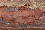Hymenochaete rubiginosa - Filamentous Fungi