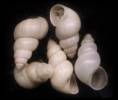 Ecrobia ventrosa - Spire Shell