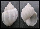 Nassarius fissilabris