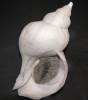 Neptunea constricta
