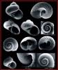 Ponderinella skeneoides