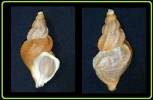 Buccinum undatum - Common Whelk