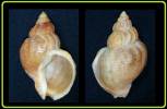 Buccinum lischkeanum