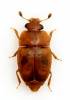 Haptoncus ocularis