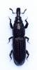 Euophryum confine