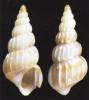 Gyroscala xenicima