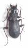 Pterostichus omogoensis