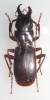 Pterostichus todai