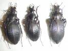 Carabus dehanii