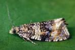 Syricoris lacunana - obaleč jahodníkový