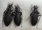 Carabus hiurai