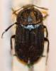 Thanatophilus minutus