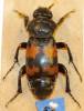 Nicrophorus basalis