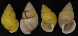 Amphidromus palaceus powersi