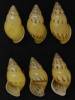 Amphidromus elvinae