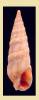 Duplicaria brevicula