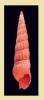 Terebra reticularis